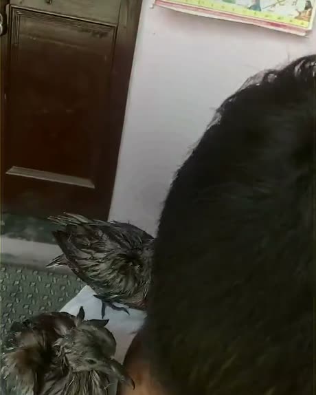 Two rescued birds perched beside Vansh